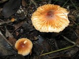 Leucoagaricus rubrotinctus image