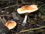 Leucoagaricus rubrotinctus image