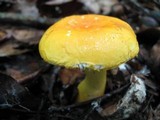Russula flavida image