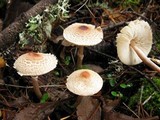 Lepiota cristata image