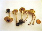 Lepiota cristata image