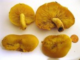 Tricholomopsis decora image