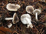 Tricholoma terreum image