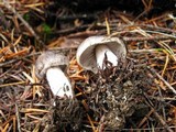 Tricholoma terreum image