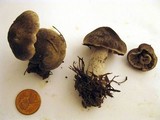 Tricholoma terreum image