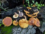 Gymnopilus luteofolius image