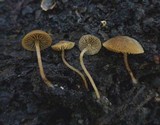 Simocybe centunculus var. centunculus image