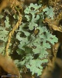 Agonimia papillata image