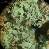 Agonimia papillata image