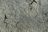 Cladonia grayi image