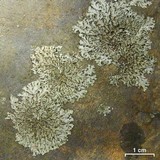 Phaeophyscia adiastola image