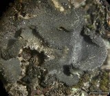 Leptogium hirsutum image