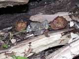 Peziza repanda image