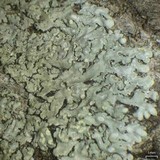 Pyxine subcinerea image