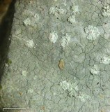 Trapelia placodioides image