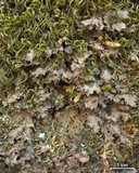 Nephroma helveticum image