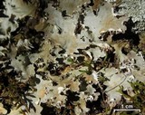 Peltigera praetextata image