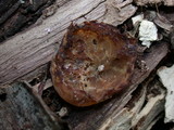 Peziza repanda image