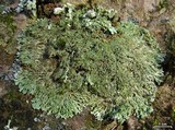 Anaptychia palmulata image