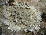 Anaptychia palmulata image