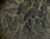 Collema furfuraceum image
