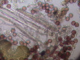 Badhamia panicea image
