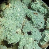 Lepraria lobificans image