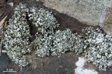 Cladonia apodocarpa image
