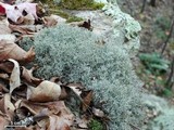 Cladonia furcata image