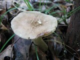 Lactarius gerardii image