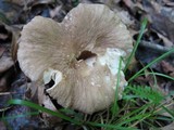 Lactarius gerardii image