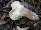 Lactarius gerardii image