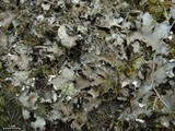 Peltigera phyllidiosa image