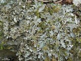 Peltigera phyllidiosa image