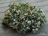 Cladonia robbinsii image