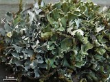 Cladonia robbinsii image