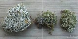 Cladonia apodocarpa image