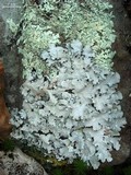 Parmotrema margaritatum image