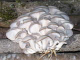 Pleurotus pulmonarius image