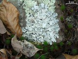 Parmotrema margaritatum image