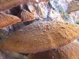 Phellinus gilvus image