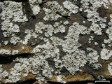 Lepraria normandinoides image