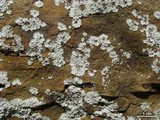 Lepraria normandinoides image