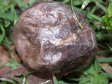 Bovista pila image