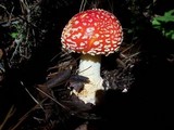 Amanita amerimuscaria image