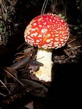 Amanita amerimuscaria image