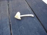 Inocybe sororia image