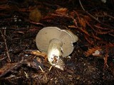 Cortinarius infractus image