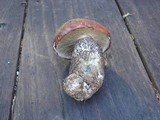 Leccinum manzanitae image