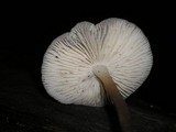 Mycena galericulata image